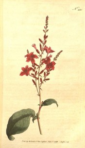 Shown are the elliptic leaves and terminal raceme of long-tubed red flowers.  Curtis's Botanical Magazine t.230, 1793.