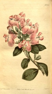 Figured are elliptic, grey-green leaves and light pink flowers with a white keel.  Curtis's Botanical Magazine t.1580, 1813.