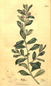 Shown are obovate leaves and solitary, axillary, pea-like lavender?blue flowers.  Curtis's Botanical Magazine t.1923, 1817.