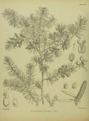 The figure is an uncoloured drawing of leaves, fruits and seeds.  Illustrations of the New Zealand Flora p.266, 1914.