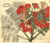 Figured are pinnate leaves with numerous leaflets and bright scarlet flowers.  Curtis's Botanical Magazine t.2884, 1829.