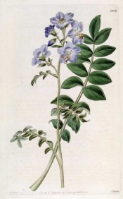 Illustrated are the pale blue, single flowers and composite leaves.  botanical Register f.1303, 1830.