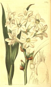 The image depicts lance-shaped leaves and single white flowers.  Curtis's Botanical Magazine t.1817, 1816.