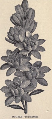 The illustration is a black and white drawing of the double tuberose.