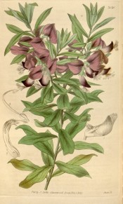 Shown are the oblong leaves and terminal racemes of purple-veined white flowers.  Curtis's Botanical Magazine t.3616, 1837.