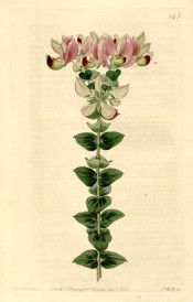 Illustrated are the ovate leaves and terminal raceme of red-purple flowers.  Botanical Register  f.645, 1822.