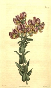 Illustrated are the heart-shaped leaves and terminal racemes of purple flowers.  Curtis's Botanical Magazine t.2438, 1823.