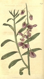 Illustrated are the reed-like stems, narrow leaves and raceme of purple flowers.  Curtis's Botanical Magazine t.1780, 1815.