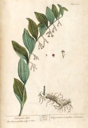 Figured are leaves and arching stem bearing from each lower leaf axil pendant, tubular white flowers.  Blackwell pl.251, 1739.