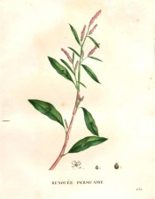 The image shows a pink stem, lance-shaped leaves and cylindrical spikes of pink flowers.  Saint-Hilaire pl.484, 1832.