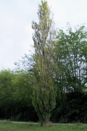 The photograph shows a tall, narrow, columnar tree, the Lombardy poplar.