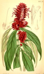 Figured are lance-shaped leaves and dens spikes of bright red flowers.  Curtis's Botanical Magazine BM t.4176, 1845.