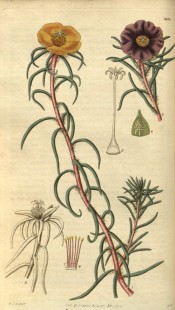 The figure shows a spreading succulent with yellow flowers and another with purple.  Curtis's Botanical Magazine t.2885, 1829.