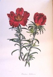 The image shows a succulent with large, red, double flowers.  Paxton's Magazine of Botany p.29, 1841.
