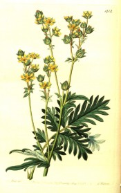 Figured are pinnate leaves and abundant yellow flowers in terminal panicles.  Botanical Register f.1412/1831.