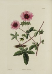 Shown are palmate leaves, red-tinged stems and saucer-shaped, dark crimson flowers.  Loddiges Botanical Cabinet no.1031, 1825.