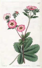 Figured are palmate leaves consisting of 5 leaflets and rose-coloured flowers.  Botanical Register f.1387, 1830.