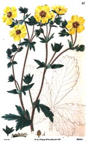 Figured are divided leaves and yellow, five-petalled flowers with a light red centre.  British Flower Garden pl.43, 1829.