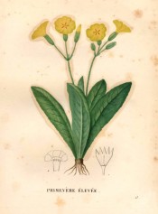 Figured are the oblong leaves and umbels of salverform yellow flowers.  Saint-Hilaire pl.13, 1828.