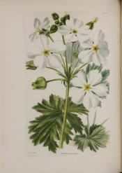 Figured are the large divided leaves and rosettes of pure white flowers.  Loddiges Botanical Cabinet no.1926, 1833.