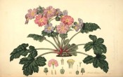 Figured are the large divided leaves and rosettes of bluish-pink flowers.  Collectanea Botanica t.7, 1821.