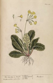 Figured is the whole plant, root, rosette of oblong leaves and umbel of yellow flowers.  Blackwell pl.226, 1737.