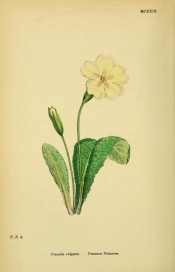 Figured are the oblong leaves and one yellow flower per stem.  English Botany pl.MCXXIX, 1863-1886.