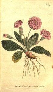 Shown is the whole plant, roots, rosette of oblong leaves and double red flowers.  Curtis's Botanical Magazine t.229, 1793.