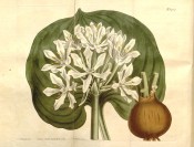 Figured are the rounded, chordate leaf, bulb and umbel of white flowers.  Curtis's Botanical Magazine t.1419, 1811.
