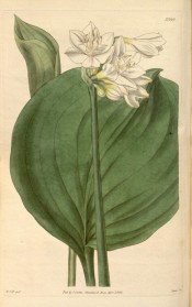 Figured are the ovoid leaf and umbel of white flowers, yellow at the base.  Curtis's Botanical Magazine t.1419, 1811.