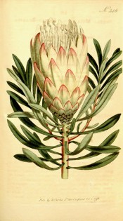 Figured are lance-shaped leaves and goblet-shaped, white, pink-flushed flower.  Curtis's Botanical Magazine t.346, 1796.
