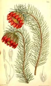 Figured are slender branches with linear leaves and bright red, drooping, flowers.  Curtis's Botanical Magazine t.346, 1796.