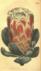Figured is a rosette of greyish leaves and a large, ovoid, red and green flower head.  Curtis's Botanical Magazine t.1183, 1809.