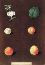 4 varieties of apricot are figured, small white, small orange and 2 large orange, with leaf and blossom. PB pl.XIX/1812.