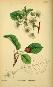 Figured are ovate leaves, small, apple-blossom-like flowers and red cherry-like fruit.  English Botany pl.CCCCXII, 1863-86.