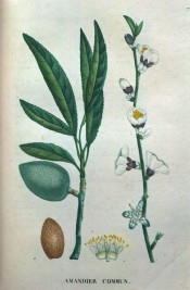 The illustration depicts the common almond, showing leaves, flowers, fruit and seed. Saint-Hilaire Tr. vol.1, pl.7/1825.Prunus d