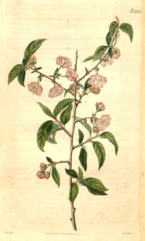 Hortus Camdenensis | Prunus japonica Thunb.