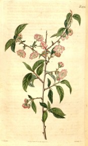 The image shows serrated, ovate leaves and double pink flowers.   Curtis's Botanical Magazine t.2176, 1820.