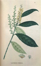 Figured are toothed leaves, upright raceme of small white flowers and unripe fruit.  Saint-Hilaire Tr. pl.49, 1825.