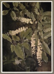 The photograph shows glossy, wavy-edged leaves and long racemes of small white flowers.  Nuttall p.82/1922.