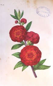 The image shows a very double, very deep red peach flower.  Floricultural Cabinet p.175, 1859.