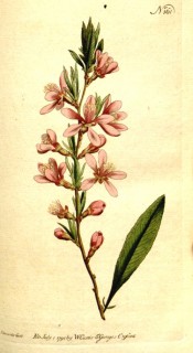 Shown is an upright shoot, lance-shaped leaf and bowl-shaped, bright pink flowers.  Curtis's Botanical Magazine t.161, 1791.