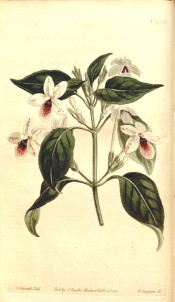 Figured are ovate leaves and salverform white flowers, spotted with crimson-purple.  Curtis's Botanical Magazine t.1423, 1811.