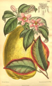 Figured are the leaves, pink star-like flowers and large, yellow, pear-shaped fruit.  Curtis's Botanical Magazine t.7988, 1904.