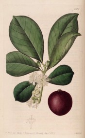 Figured are obovate leaves, white flowers and large purple fruit.  Botanical Register f.622, 1822.