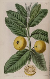 Shown are elliptic leaves and round yellow fruit, one cut open to show internal flesh and seeds. Botanical Register f.622, 1822.