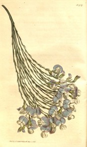Figured are drooping, nearly leafless branches and pea-like blue and white flowers.  Curtis's Botanical Magazine t.1727, 1815.