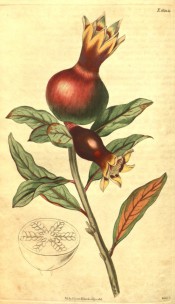 Figured are the oval leaves and large red pomegranate fruit.  Curtis's Botanical Magazine t.1832B, 1816.