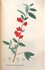 Figured is a spiny shoot with elliptic leaves and bright red berries.  Saint-Hilaire Tr. pl.110, 1825.