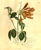 Figured is a climber with pinnate leaves and tubular golden-orange flowers.  Curtis's Botanical Magazine t.2050, 1819.